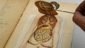 La mujer representación gráfica de su estructura en siete láminas sobrepuestas. Créditos: Bailly-Bailliere e hijos, Madrid-1909.