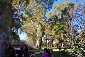 El Retiro. Árboles. Usos asombrosos de los árboles.