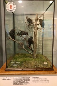 Estorninos naturalizados por los hermanos Benedito