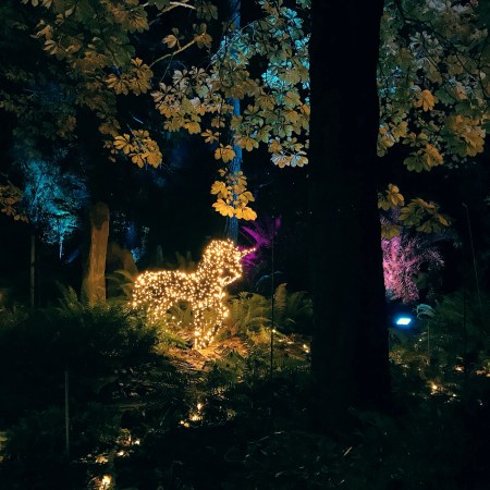 Luces Del Real Jardin Botánico